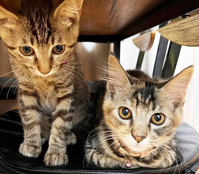 男性向け恋愛シミュレーション「ただいまっ!うちカノジョ」GREEにて配信開始―夢のようなシェアハウス生活を楽しもうGamer