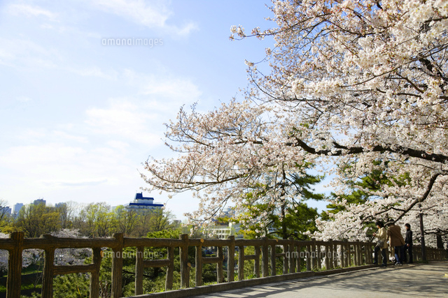 外濠公園は駅チカの桜スポット！市ヶ谷、四ツ谷から歩いて行ける憩いの場｜株式会社オマツリジャパン