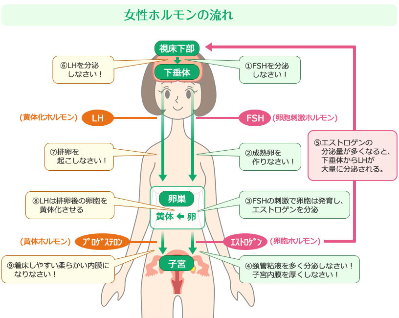 受精や着床など 妊娠の流れや仕組み |