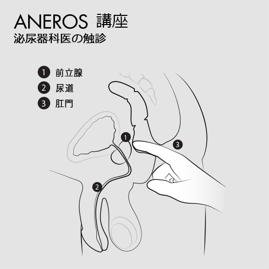 自分がアネロスを挿入すると、引き込み過ぎて前立腺に上手く当たっていないと思います。挿入前のマッサージが下手なのが | Peing