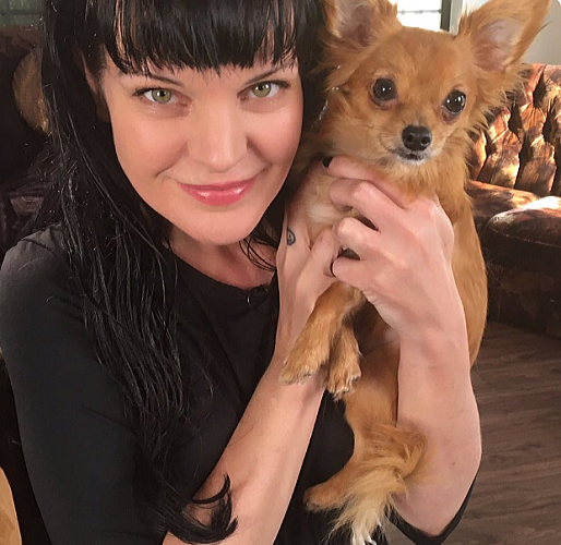 おすすめ海外ドラマ 超人気長寿犯罪ミステリー「NCIS ネイビー犯罪捜査班」のご紹介！ - あとかのブログ