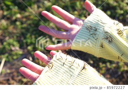 泥棒草: 森の日記帳