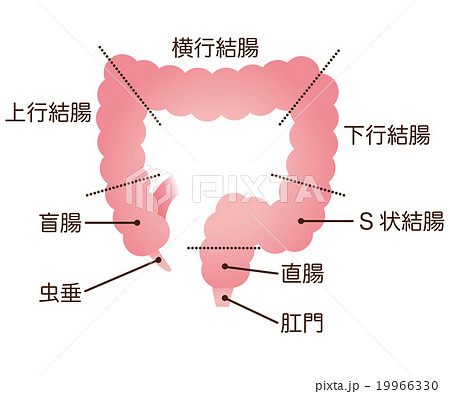 エロ 漫画 結腸 :