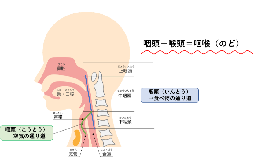 舌にできた赤い斑点の原因は？考えられる病気と病院に行くタイミング – ココシカ！