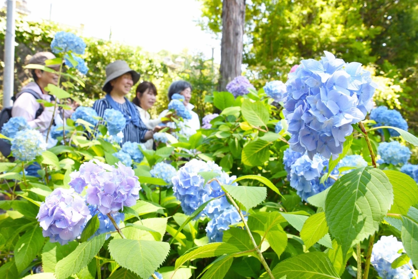 福島県中通りであじさいを見るならココ！絶景スポット10選+花手水 | aruku moreは福島のwebマガジン！