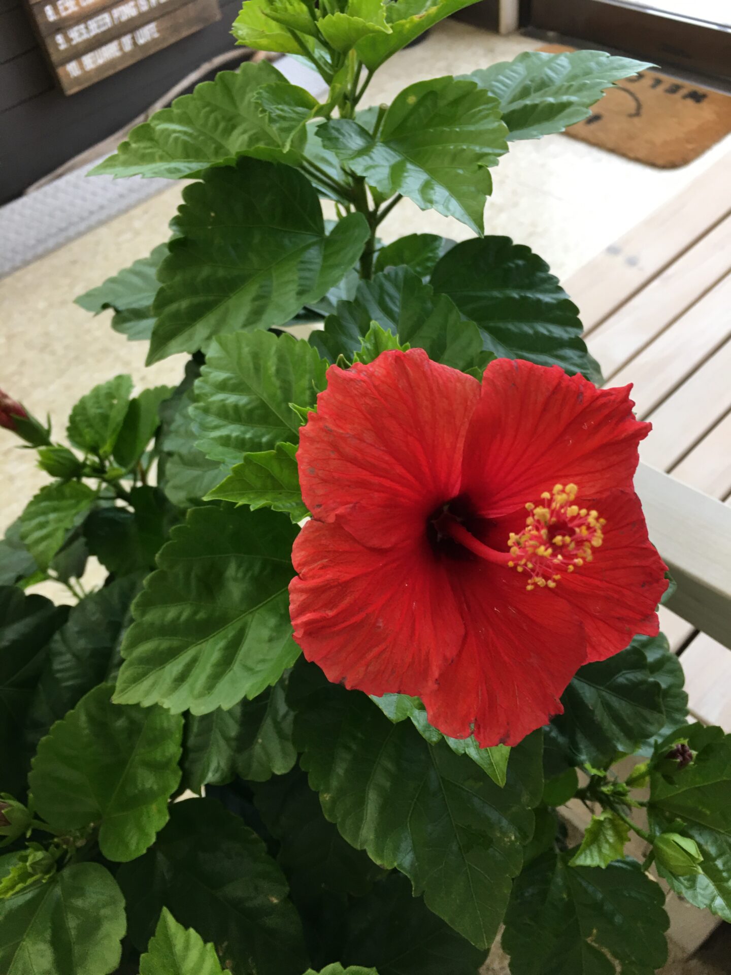 秋空のもとハイビスカスローゼルの収穫 – グリンハウス小山｜古河市でハーブ・花・野菜の苗、鉢物などの企画・生産・販売