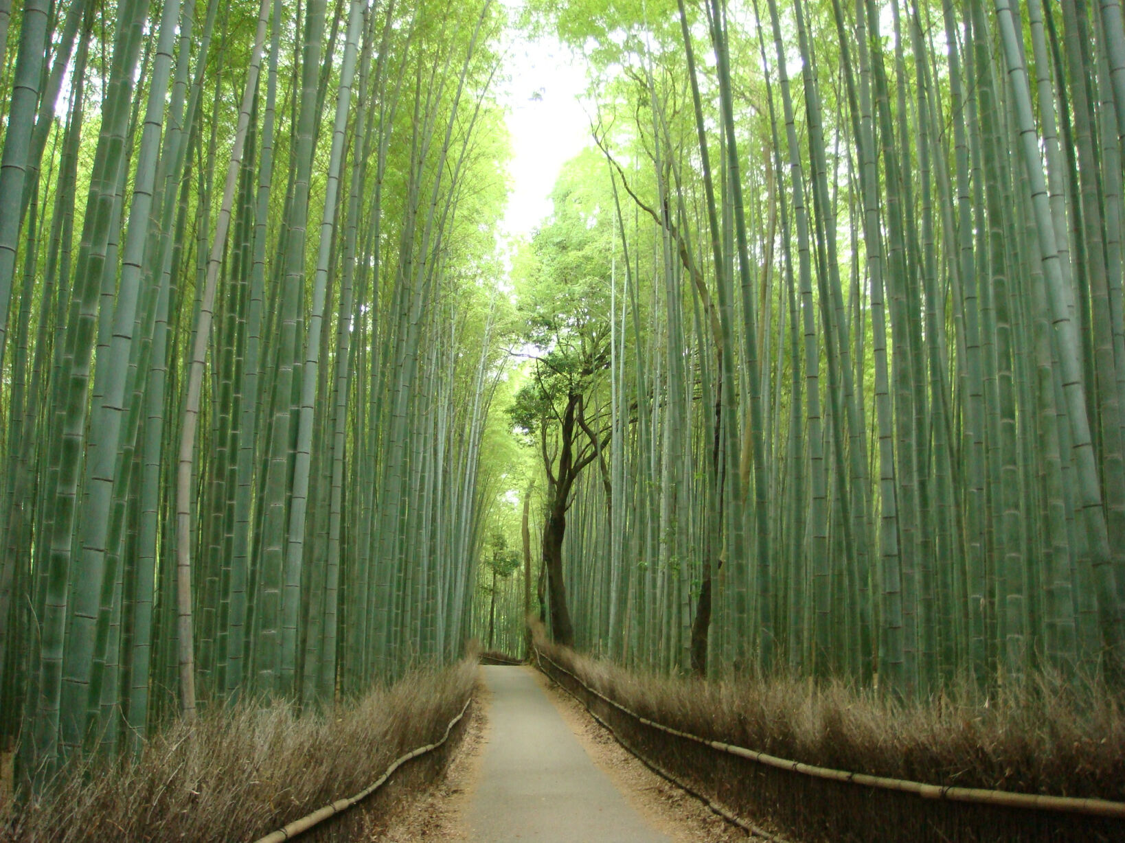 きょうの京】梅雨明けの京都。青紅葉の木漏れ日が美しい祇王寺の庭