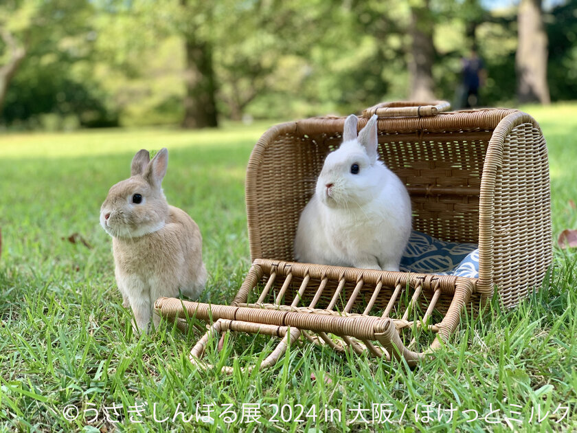 創作料理 月のうさぎ】大阪南部（堺・岸和田・関西空港）・その他各国料理 -