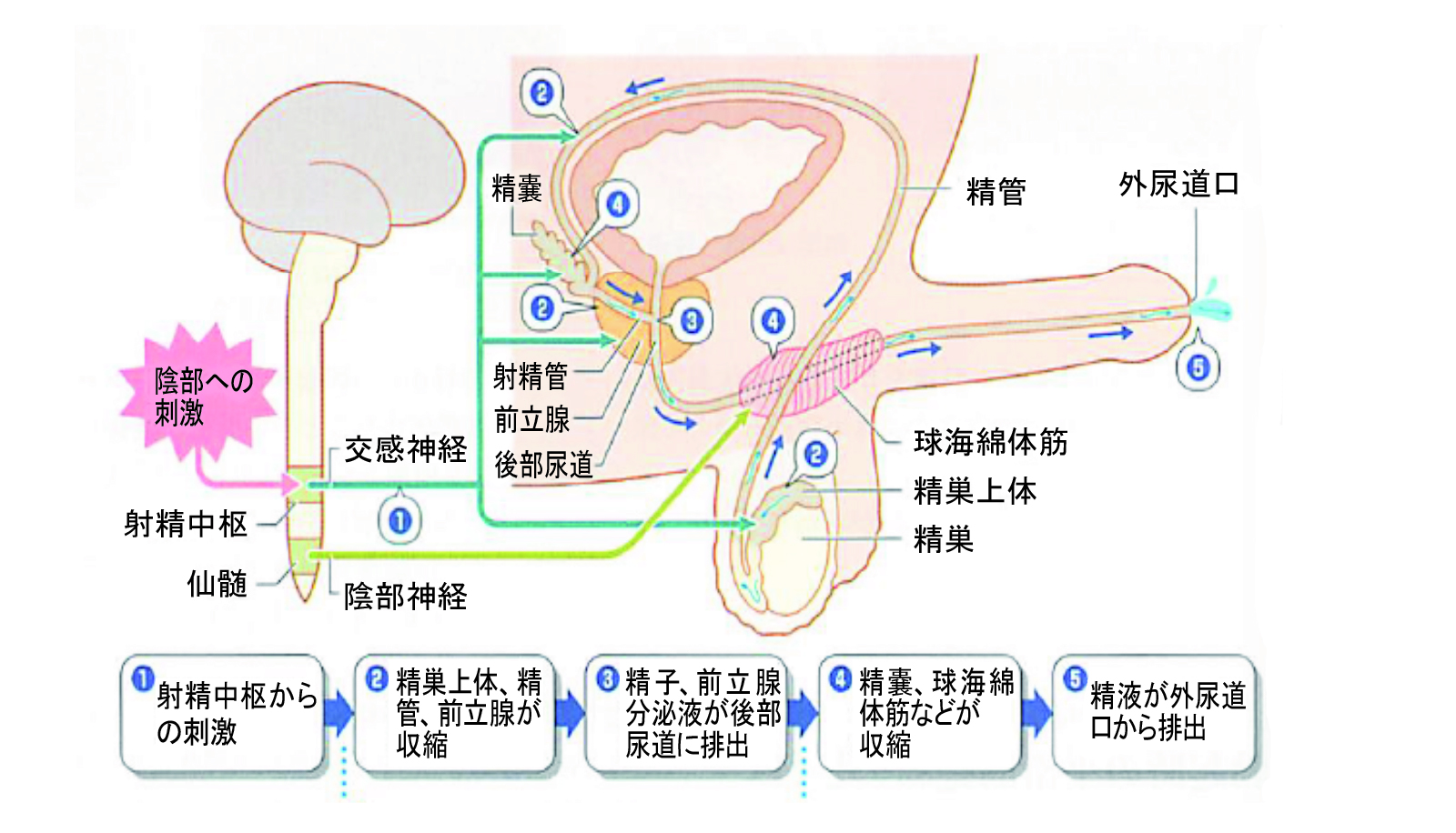 独自】ＳＮＳで精子取引が急増…不妊夫婦ら利用、規制なく無法状態 : 読売新聞