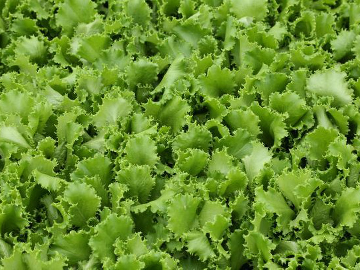 商品カタログ検索 -ベビーリーフ栽培専門の農業生産法人 丹波リーフ株式会社