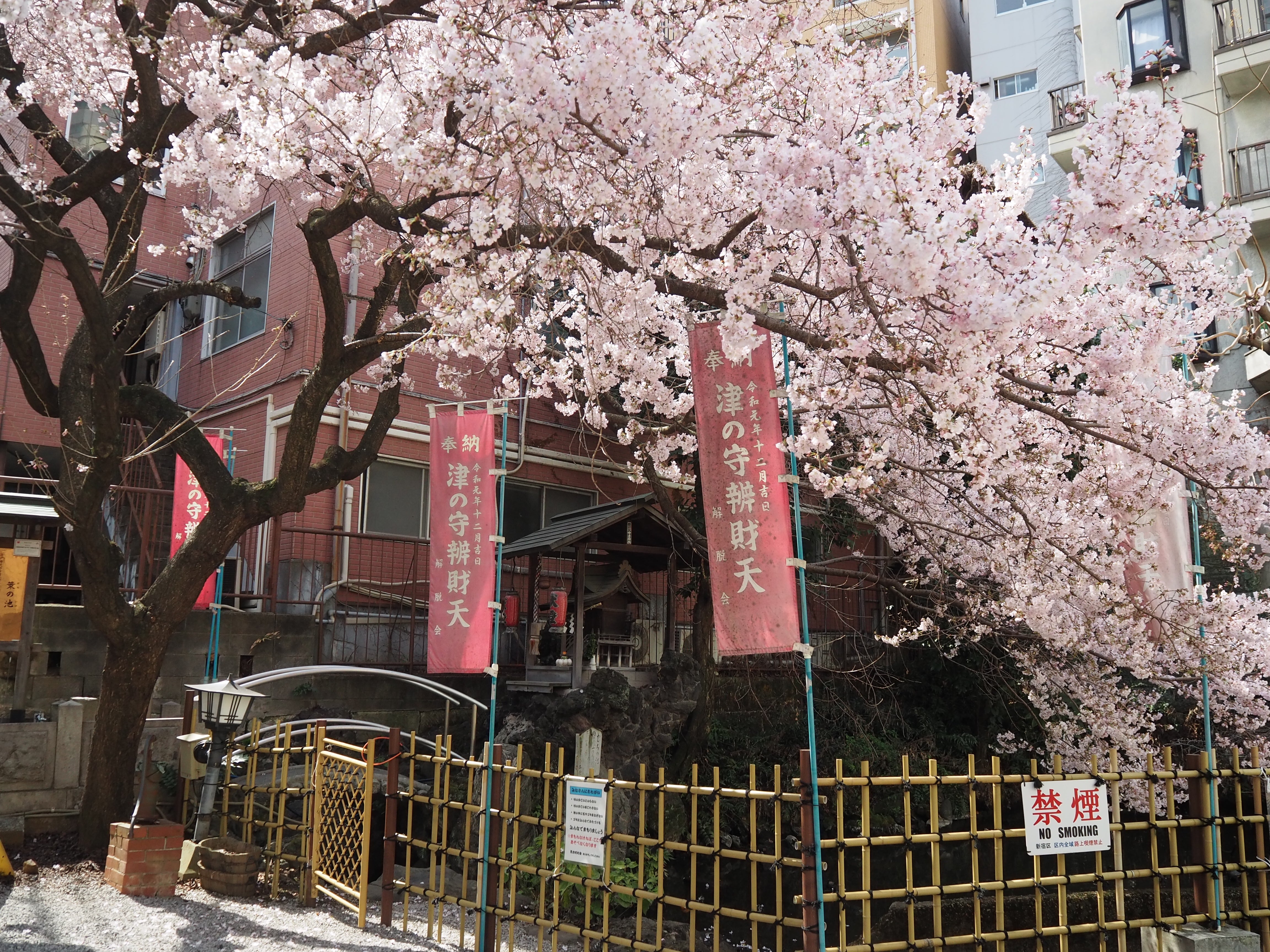 上智大学 - 四谷真田堀の桜が満開です。今日は温かな気候で、お花見を楽しむ方たちでとても賑わっています。この後夜桜での |