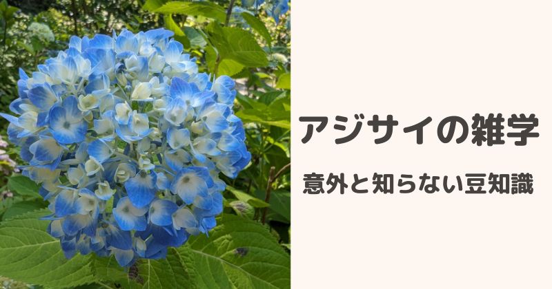 紫陽花（あじさい）｜岐阜市・都通のリラクゼーションマッサージ : 岐阜市・都通のリラクゼーションマッサージ