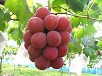 ゴルビー旬のぶどう狩り・直売 かつぬま岩崎園