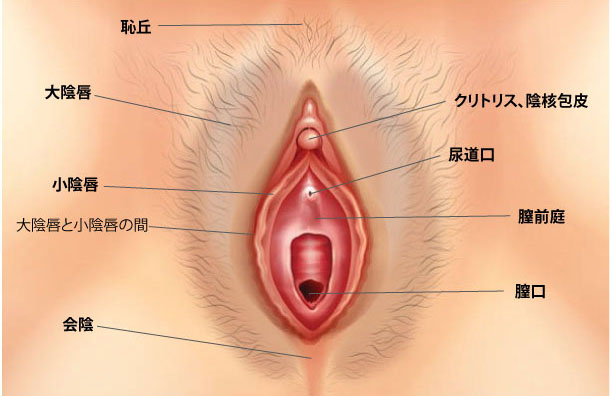 四つん這いクンニとは？やり方と女性を喜ばせるコツを紹介 | 梅田の風俗・ホテヘルなら未経験娘在籍店【スパーク梅田】