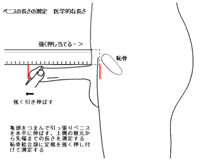 2024年最新版】ちんこバイブおすすめ10選！絶頂オナニーができる男性用ペニスバイブは？ | WEB MATE