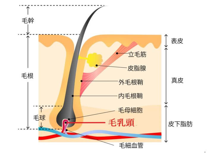 髭（ヒゲ）処理の方法：抜く方法から剃る方法まで｜Philips