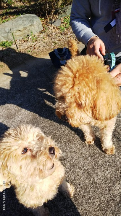 ティーカッププードルのロエベちゃんの子です🐶💓 ティーカップ確定です✨ デビューまでもうしばらくお待ちくださいね😊 ⁡