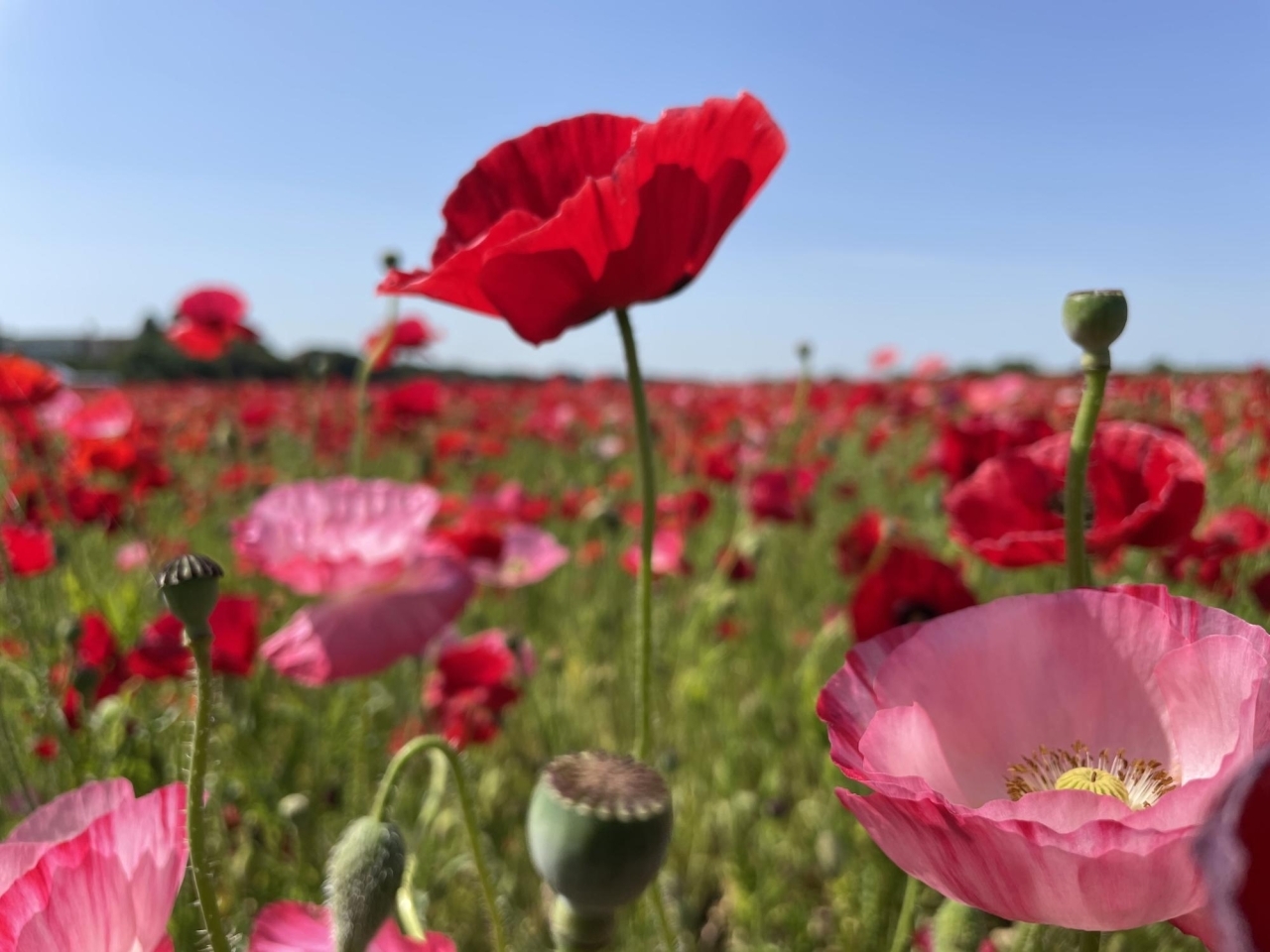 サロンのお花】背の高いマリーゴールドの花が満開です❣️ | 徳島県阿南市のエステサロン40代50代