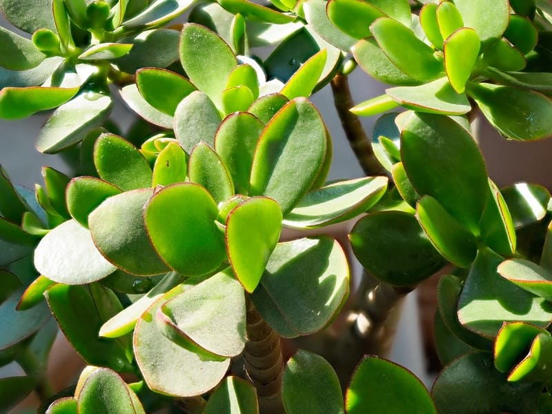 金のなる木を一回り小さくする