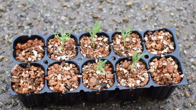 ルーツポーチ：グレー2ガロン・持手あり 幅=直径21cm、高さ21cmの通販園芸ネット