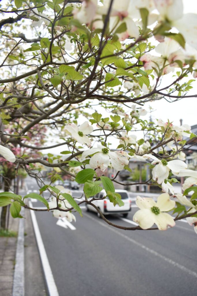 山好き花好き２: 津山の神楽尾山でササユリを見る、その５、岡山県北に移動して恩原高原でニッコウキスゲのお花見