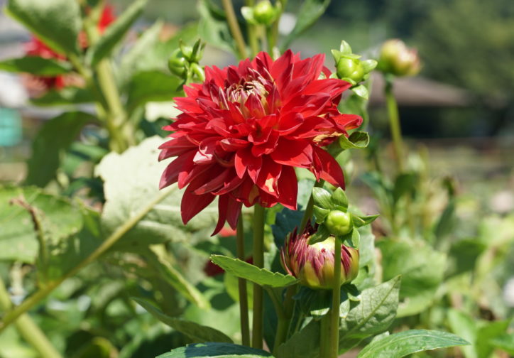 秋の花特集「ダリア」 | 青山フラワーマーケット｜花や緑とともに暮らす毎日を