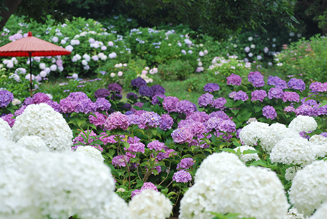 2024】大阪のあじさい名所おすすめ11選！見頃の情報・紫陽花寺も紹介 ｜じゃらんニュース