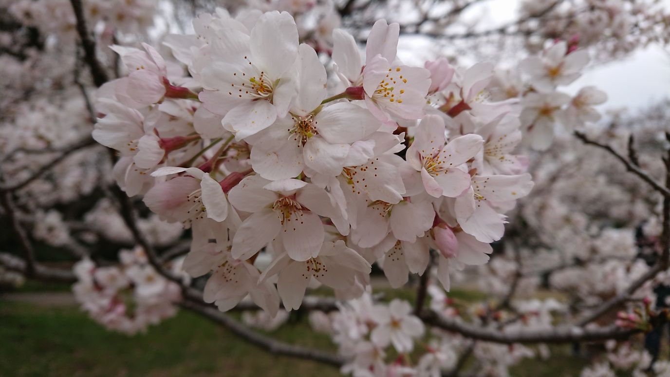 先月のコスモス畑🌸 今年はちょうど満開の時に見れて良かったです😊💕 ここのコスモスはめちゃくちゃ大きくてイキイキしてて迫力がありました✨🌸  ピンク多めで可愛いお花畑😍