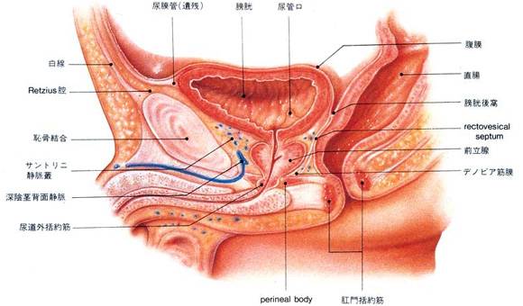 慢性前立腺炎/慢性骨盤痛症候群に対する刺鍼アプローチ ： 内閉鎖筋刺鍼｜伊藤 千展@おしっこ問題✖️鍼灸