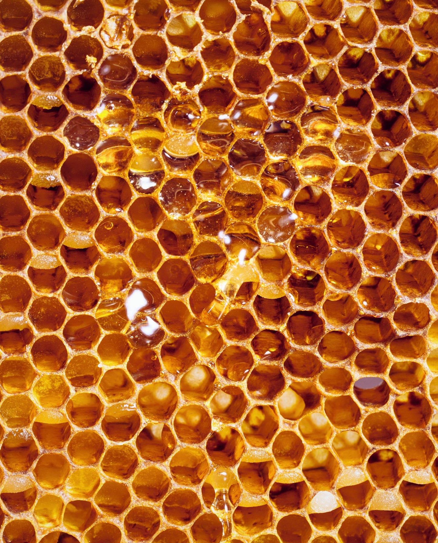 HONEY | Absolute