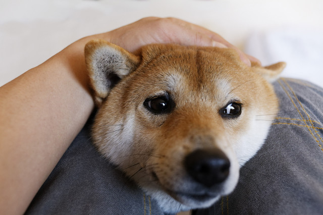 犬はなぜ賢いのか？その理由はちゃんとあります。 | 豆柴の専門ブリーダー｜日本犬豆柴育成普及会