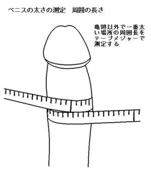 トイレットペーパーを使ったペニスの大きさと太さの測り方を紹介！｜風じゃマガジン