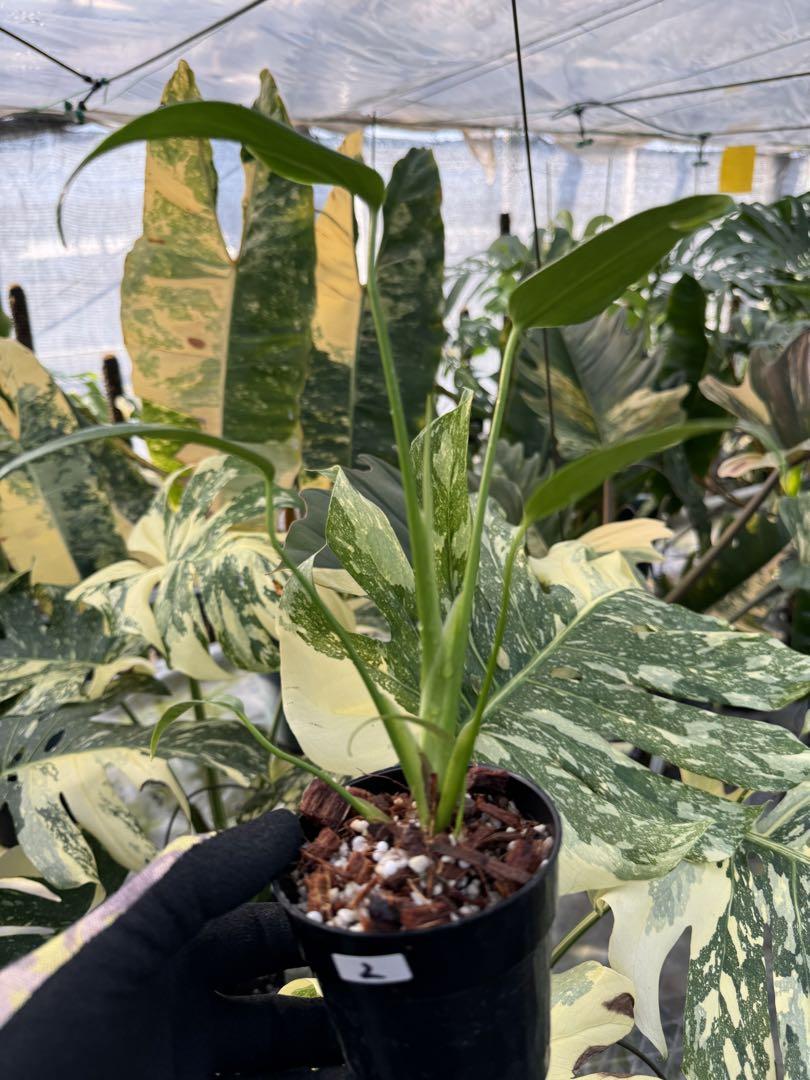 長さ別 釘抜きしやすい最強おすすめバール15選！使い方や用途に合った種類の解説もPicky's