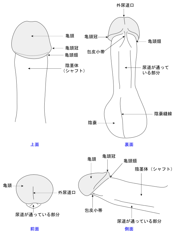 カリが小さい原因について解説します - アモーレクリニック