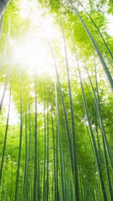 2025年開運 運気が上がる待ち受け画像✨金運・恋愛運・仕事運アップに効果ありの最強スマホ壁紙❗運気アップ効果の待ち受け ハナプラおしゃれ・スマホ壁紙・無料・運気・シンプル・かわいい・iPhone・高画質