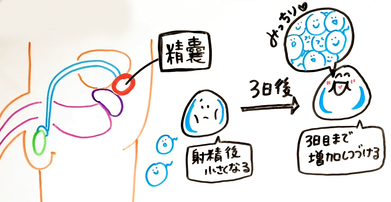 オナニーしすぎはよくない？：オカズが問題 – メンズ形成外科