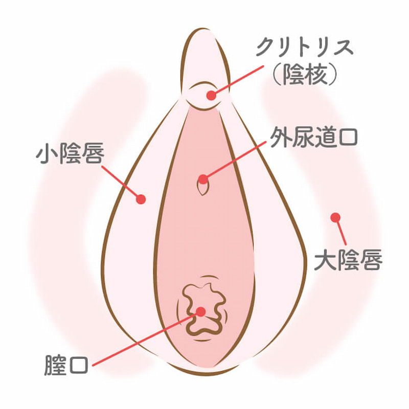 クリトリス吸引バイブ機能比較│ラブグッズ通販ラブチャームス