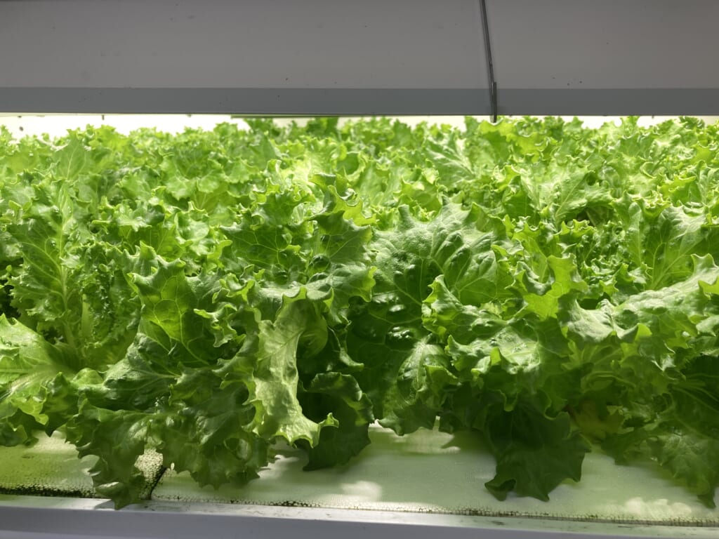 online shoptanbaleaf