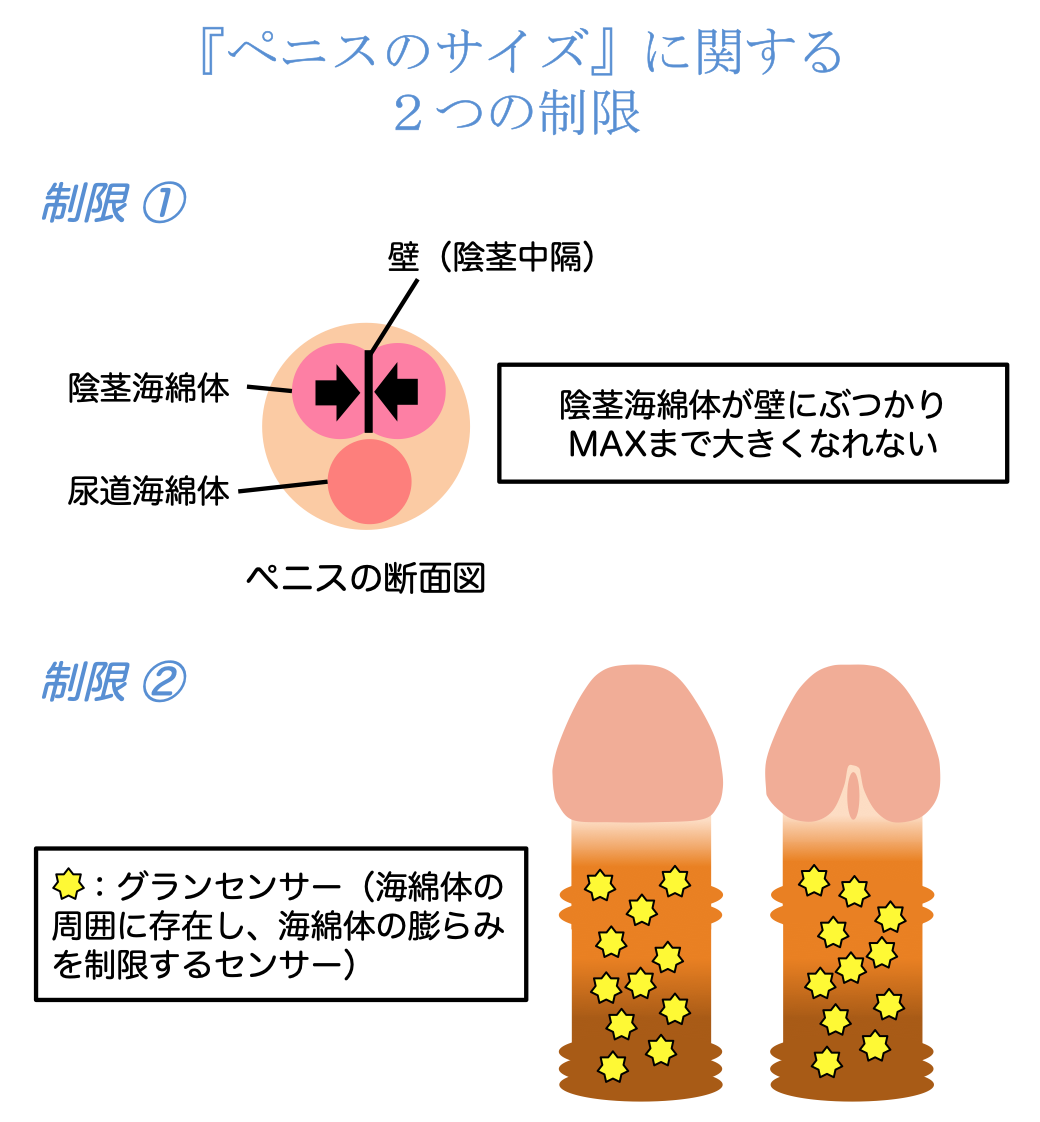 女性はペニスの長さが13.5で太さ3.3くらいが理想で1番気持ちいいんです- その他（性の悩み） | 教えて!goo