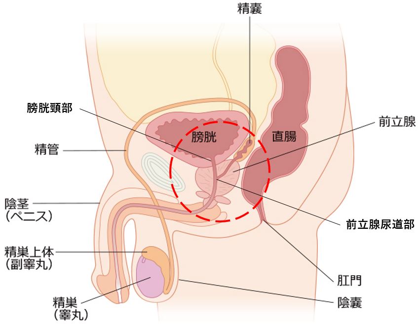 男の潮吹き体験記＃01「絶対に吹ける。本当のテク」 - メンズサイゾー