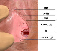 おとなの男のHOW TO SEX】Gスポットの快感◎前編｜実話ナックルズnoteマガジン