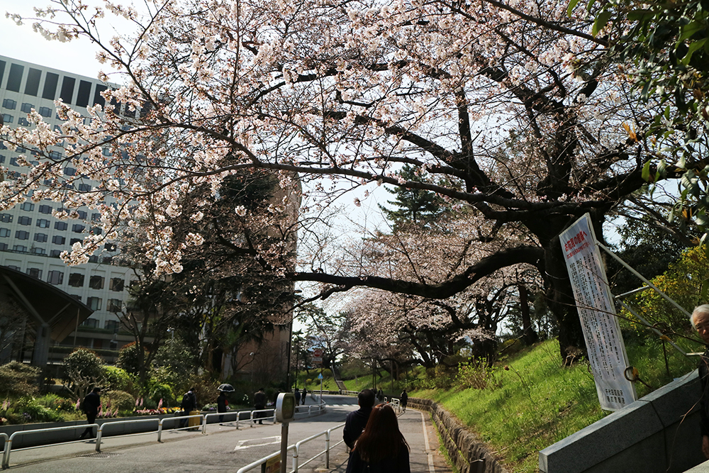 プライベートな花見スポットなら東京「外濠公園」がオススメ！ | 東京都 |