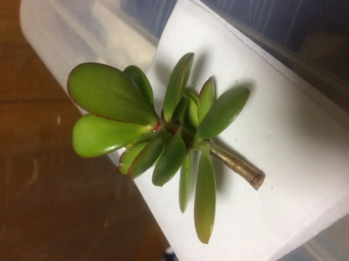 金のなる木 種類育て方置き場所水やりのコツ – Jewelry Plant online