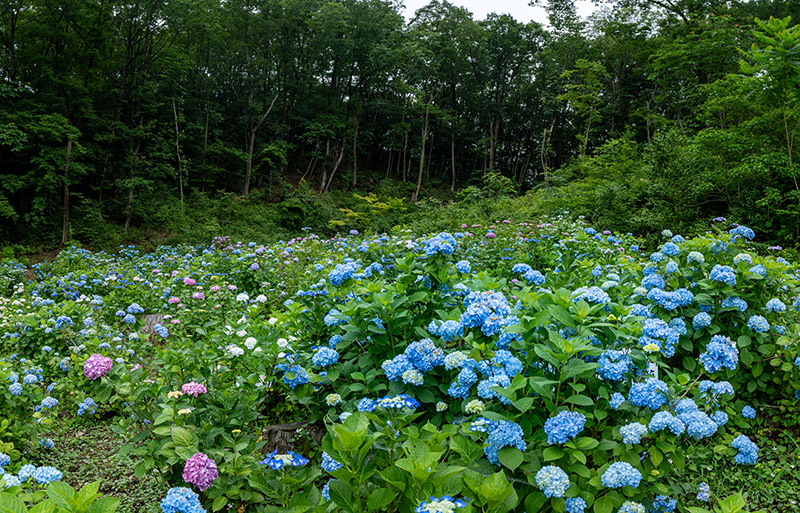 ふくしま御朱印めぐり Vol.4 アジサイの名所・古刹「陽林寺」と「AZUMA36cafe」 旬のおすすめ福島市観光ノート