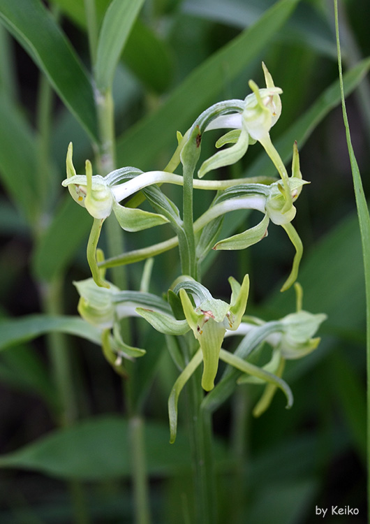 オルキス イタリカ Orchis