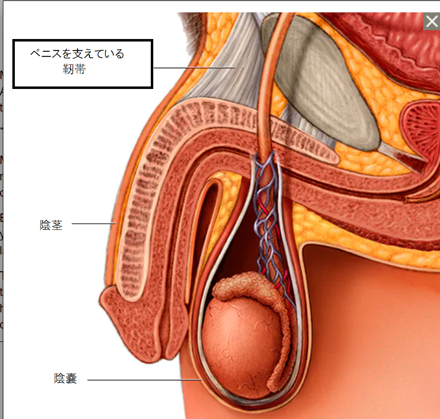 成人のエロティック・トイ遅延 ejaculation 男性前立腺マシーガー・ペニス・コック