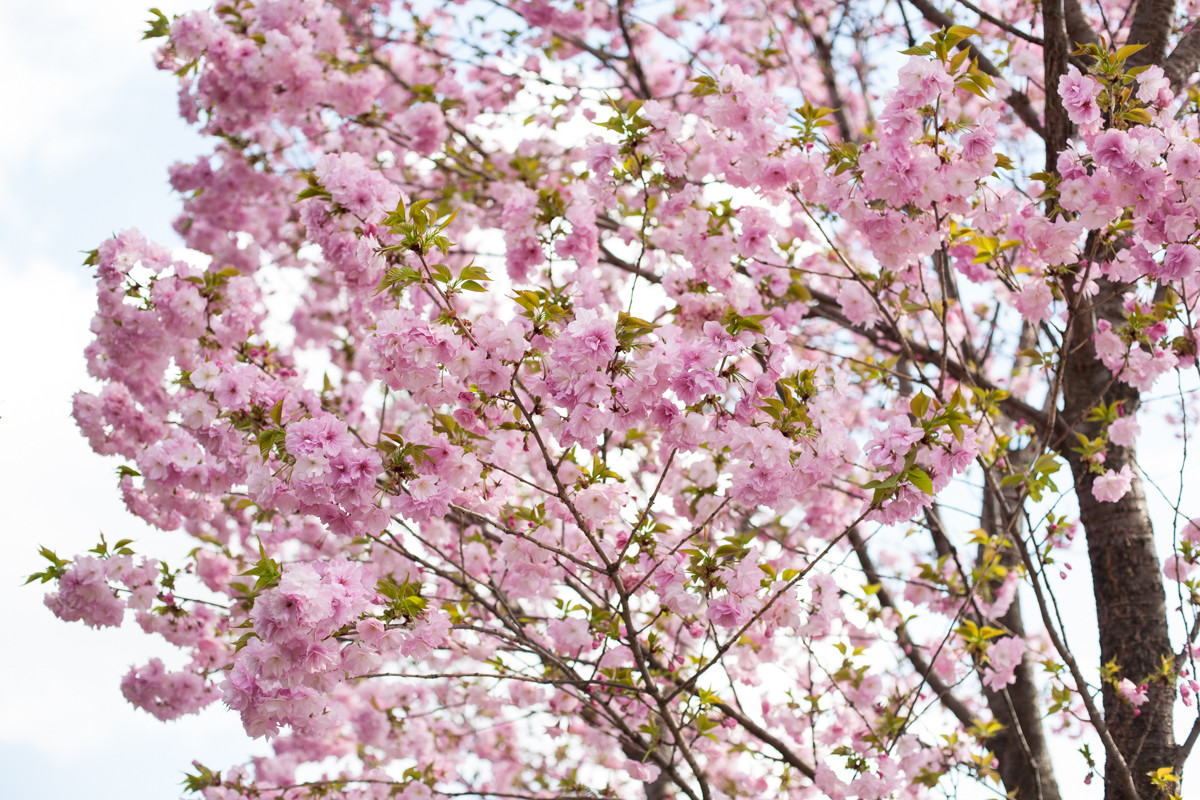 四ツ谷外堀土手の桜並木」満開の桜回廊となる！！ - 相模太夫の旅録＝Tabi