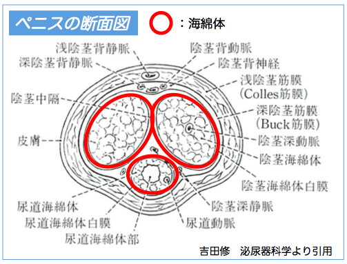 スクワットがペニス増大に効くって本当？