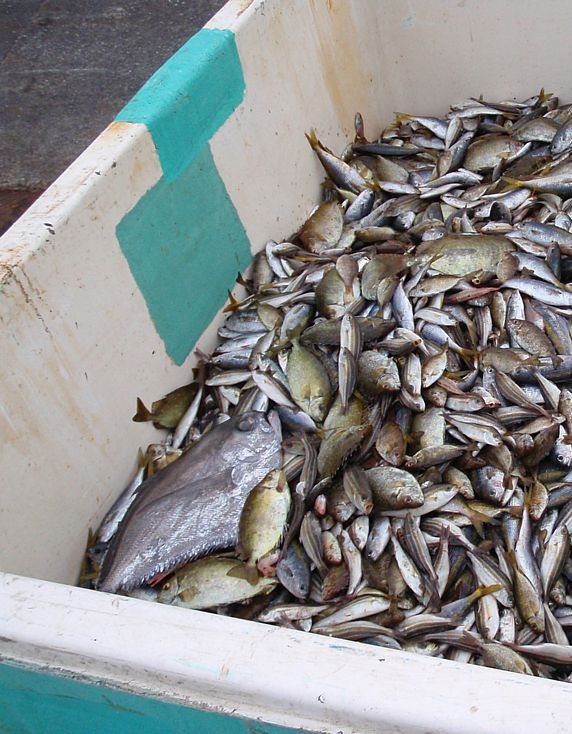 しゃしゃんなの意味とは？方言の深掘り解説！知らないと恥をかく？ - ナナメ読みラボ