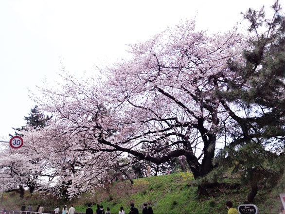 外堀土塁跡の桜 四谷見附 : つわものどもが夢の跡